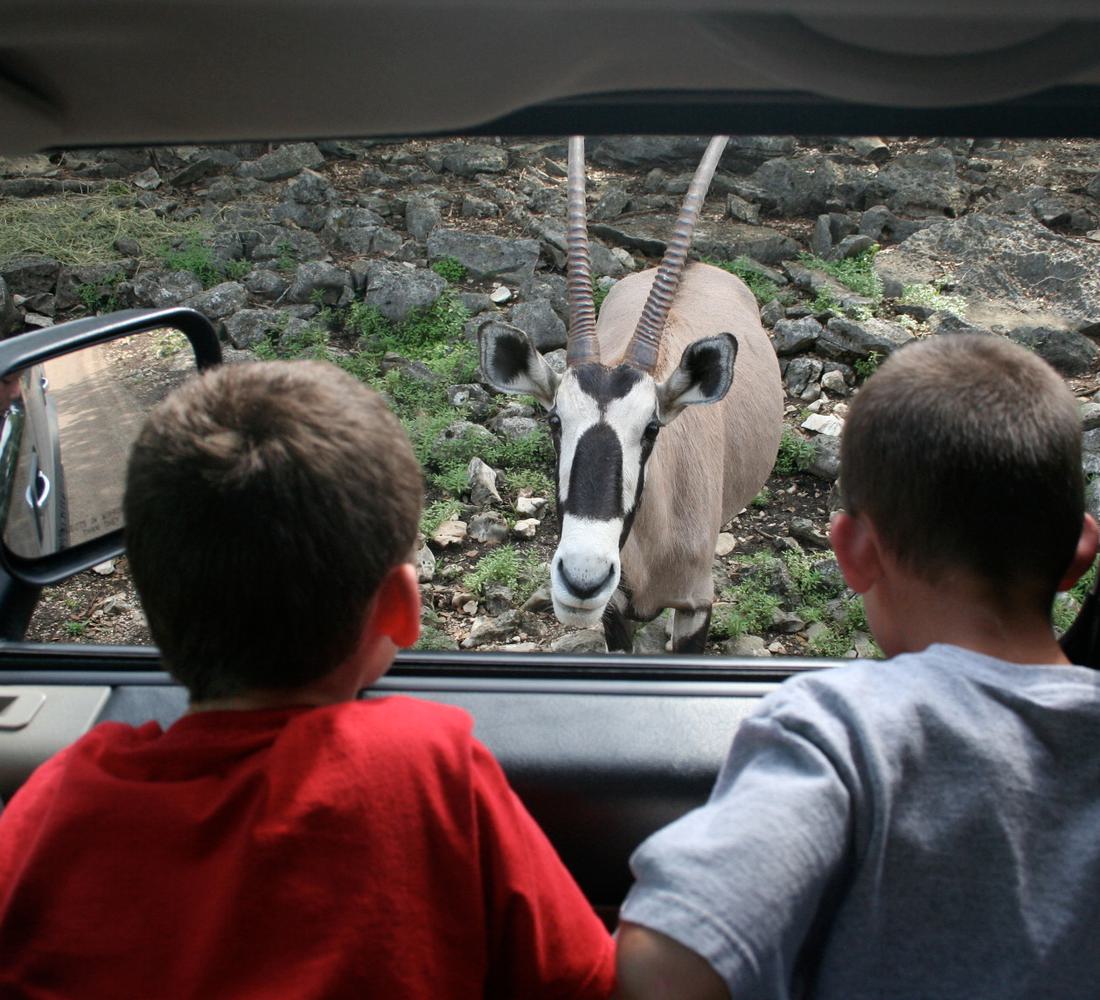 Natural Bridge Wildlife Ranch